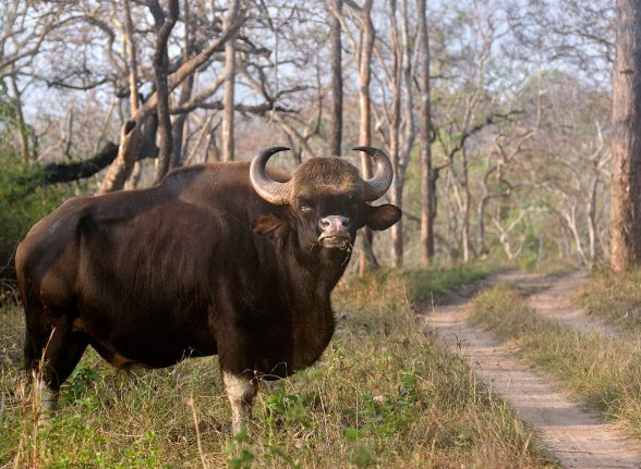 Large Indian gaur standing on a dirt path surrounded by trees.