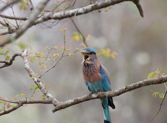 Indian roller showing its striking blue plumage in Kabini reserve.