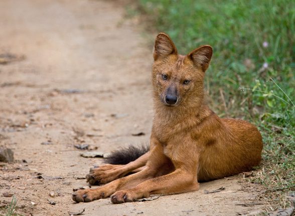 Indian wild dog (dhole) resting on a jungle trail in Kabini