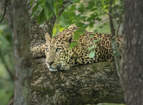 Leopard resting gracefully on a tree branch inside Kabini forest