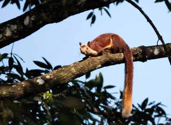 Malabar giant squirrel resting on a tree branch in the lush forest canopy of Kabini.