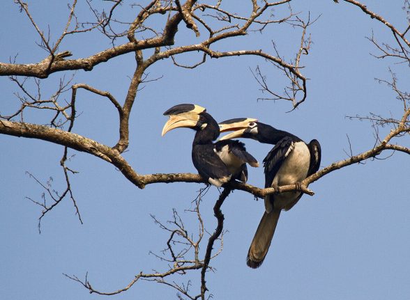 Pair of Malabar pied hornbills perched on a bare tree branch against the clear blue sky in Kabini.