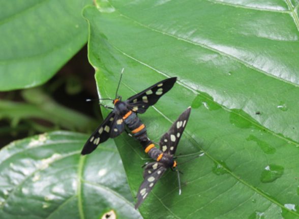Pair of butterflies mating on fresh green leaves in Kabini forest.