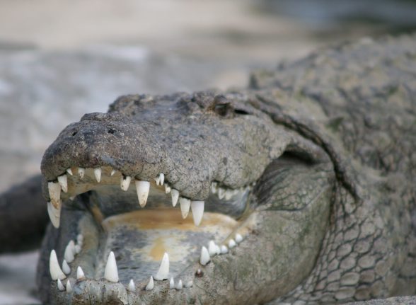 Mugger crocodile basking with its mouth open near Kabini river.