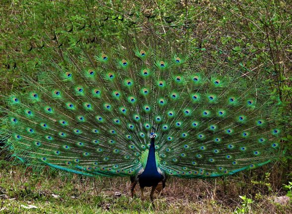 Peacock displaying its stunning feathers in Kabini wilderness