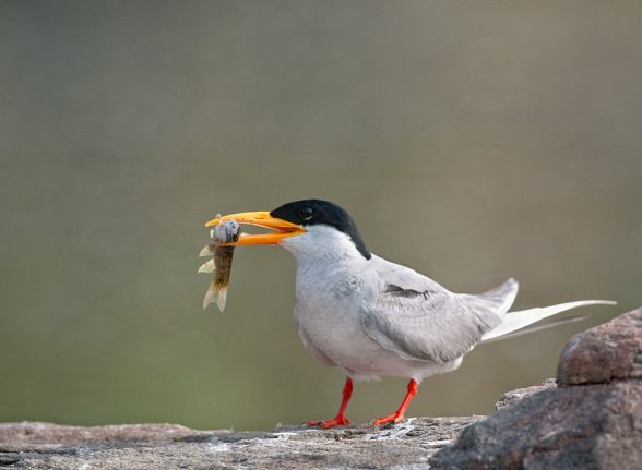 River tern catching fish along the Kabini backwaters.
