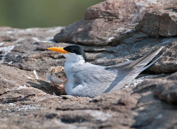 River tern sheltering its chick among rocky terrain near the backwaters of Kabini.