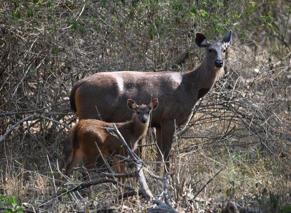 Sambar deer standing alert in Kabini’s dense woodland.