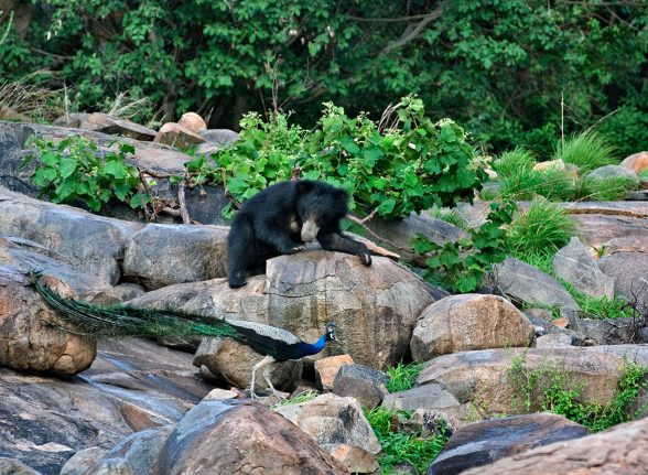 Sloth bear exploring near river rocks in Kabini wilderness.