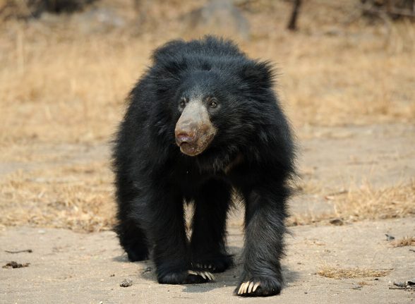 Wild sloth bear walking on a jungle path during a Kabini safari.