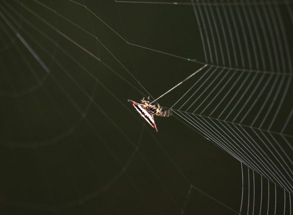 Spider weaving its intricate web glistening in Kabini sunlight.