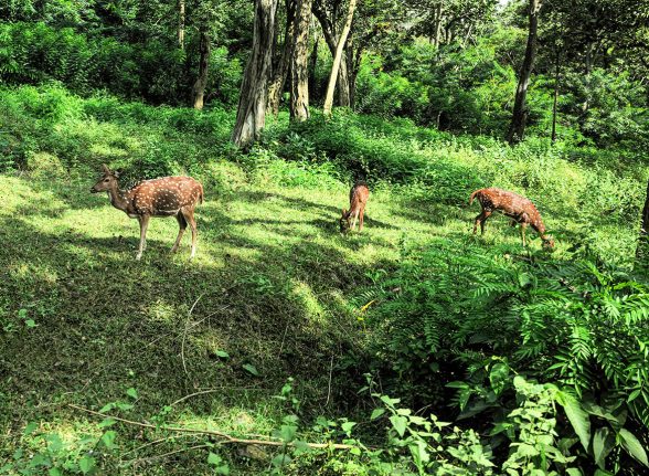 Group of spotted deer grazing in the meadows of Kabini.