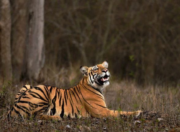 Royal Bengal tiger lying down in dry grass inside Kabini sanctuary.