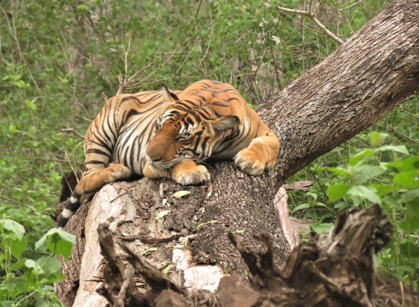 Tiger resting lazily on a fallen log in Kabini jungle.