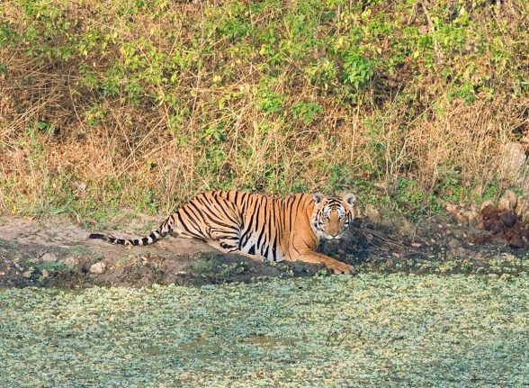 Majestic tiger spotted during a wildlife jeep safari in Kabini