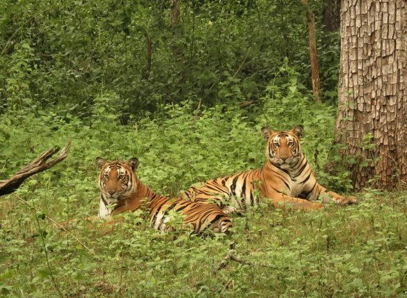 Two Bengal tigers relaxing in the grasslands of Kabini Nagarhole National Park