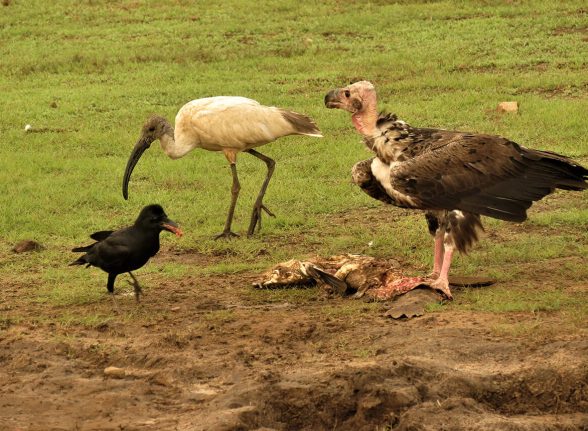 Vulture, ibis, and crow feeding together on open grassland in Kabini wildlife sanctuary.