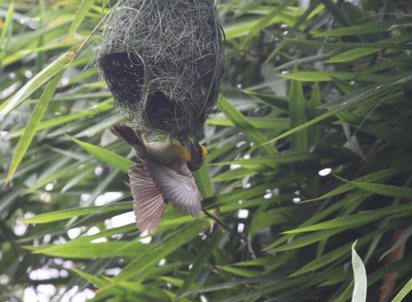 Baya weaver bird constructing its intricate hanging nest amidst lush bamboo in Kabini forest.