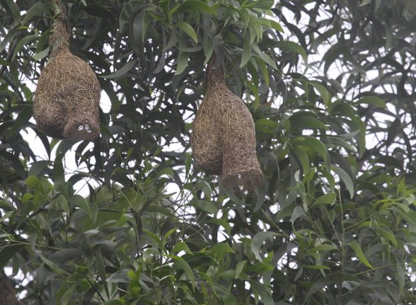 Cluster of intricately woven weaver bird nests hanging in Kabini.