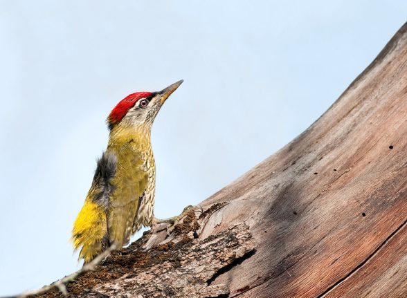 Woodpecker perched on a tree trunk inside Kabini forest reserve